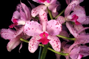 Cattleya amethystoglossa Rincon Siren HCC/AOS 77 pts.